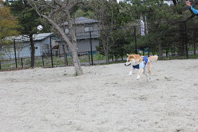 f0230777_22575242.gif