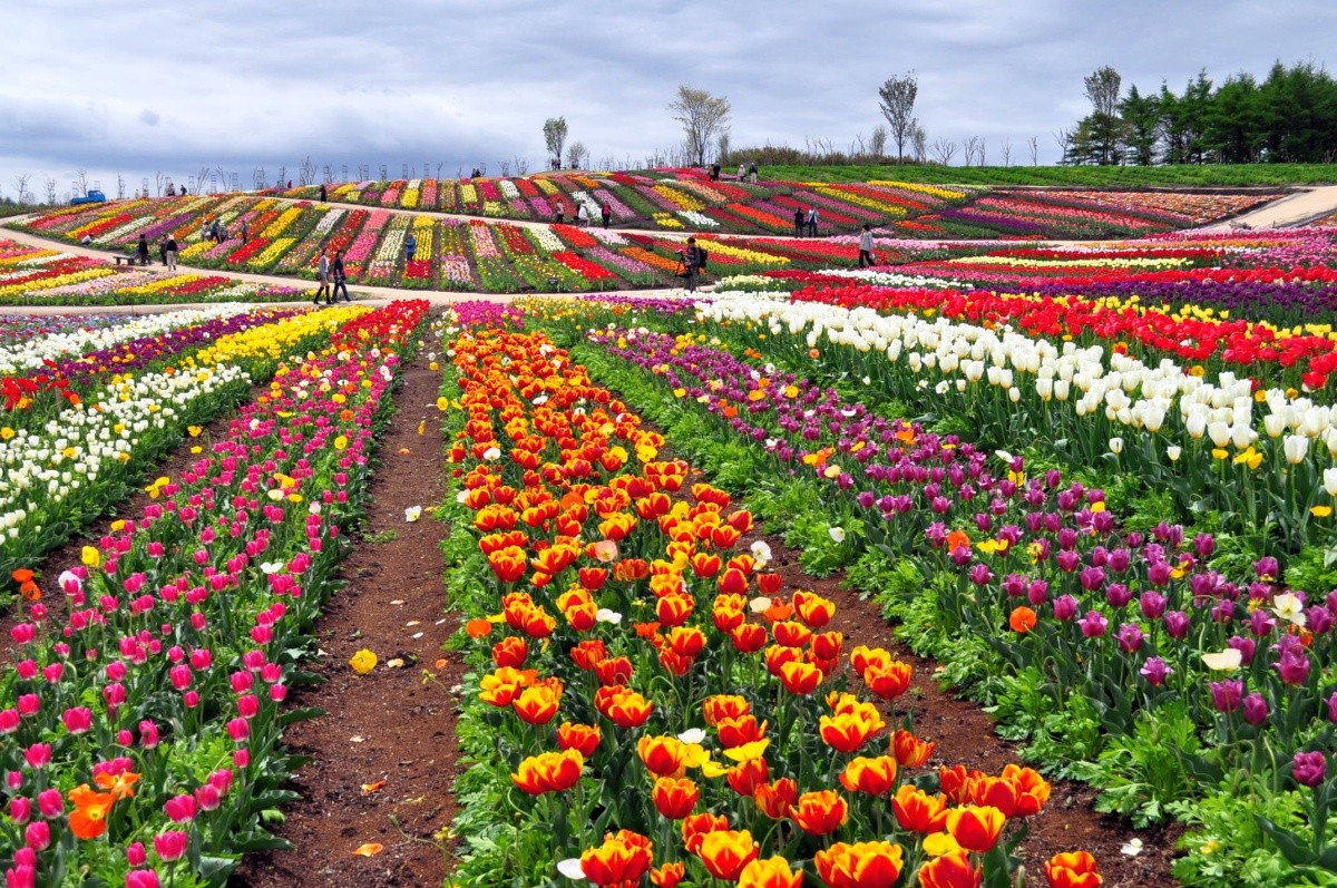 那須フラワーワールドはパッチワークの花畑_a0011690_1822528.jpg