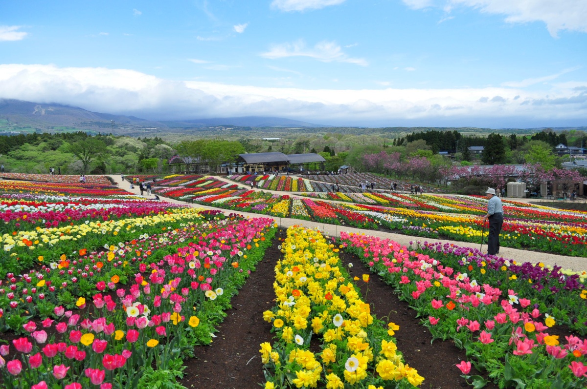 那須フラワーワールドはパッチワークの花畑_a0011690_2143177.jpg