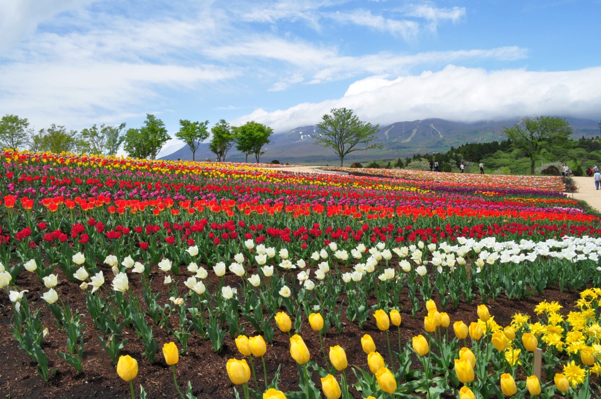 那須フラワーワールドはパッチワークの花畑_a0011690_21443871.jpg