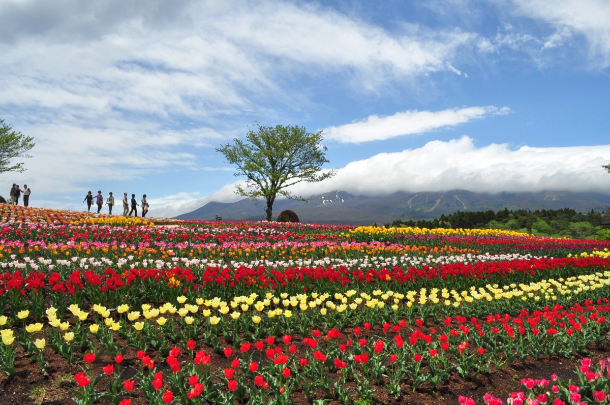 那須フラワーワールドはパッチワークの花畑 ちヴァーミリオン サンズ 那須フラワーワールドはパッチワークの花畑 ちヴァーミリオン サンズ