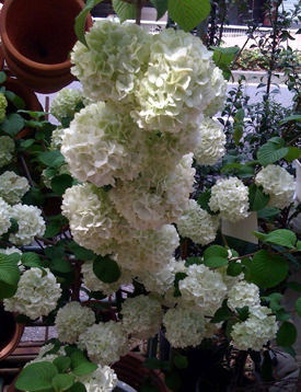 花いろいろ_f0061394_12363377.jpg