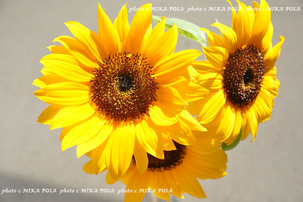 start to flow☆_b0164803_9545964.jpg
