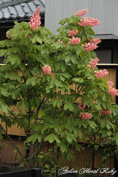 d0001008_20121960.jpg