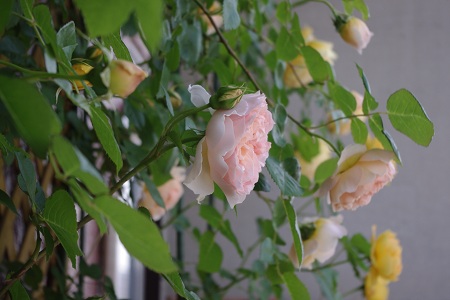 c0147909_10322970.jpg