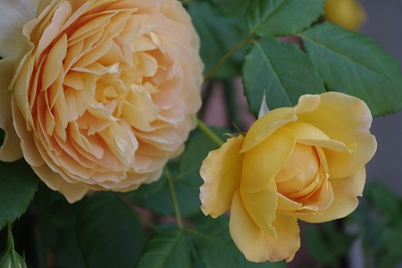 c0147909_1033127.jpg