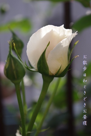 c0147909_1441213.jpg