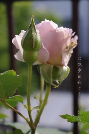 c0147909_14421681.jpg