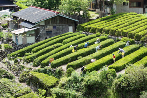 傾斜地の茶摘み　（水窪)_d0209109_20542241.jpg