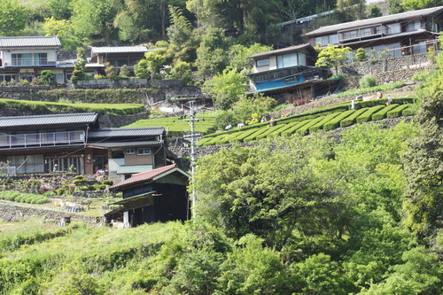 傾斜地の茶摘み　（水窪)_d0209109_23452742.jpg