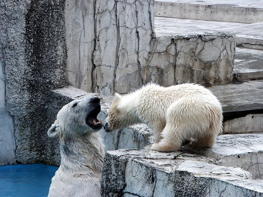 円山動物園_f0006309_11173450.jpg