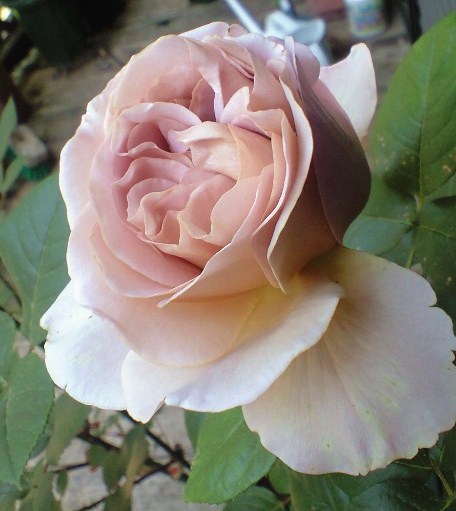f0171209_10513943.jpg