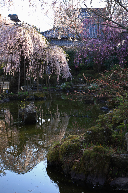 吉野山の桜　その６_f0181310_15175886.jpg