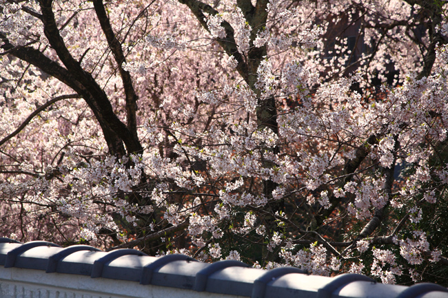 吉野山の桜　その６_f0181310_15204032.jpg