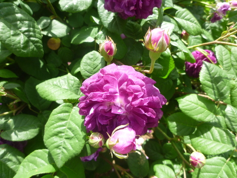 うつぼ公園の薔薇_a0162815_1182787.jpg