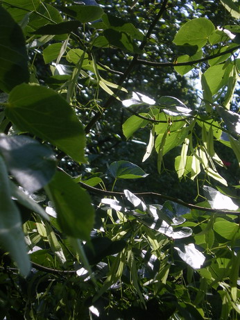 c0124619_3484149.jpg