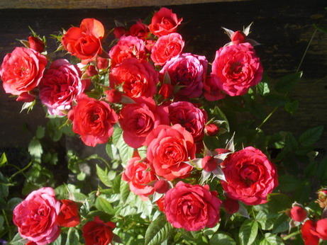 c0124619_352267.jpg