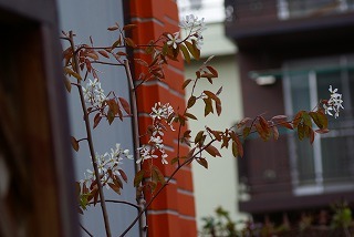 f0170524_1774183.jpg