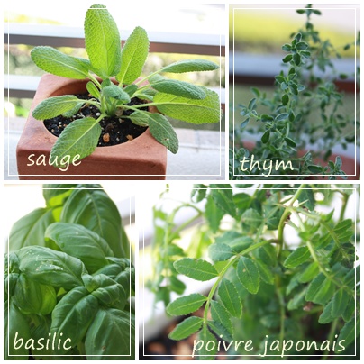 ハーブを植えました♪_c0141025_2175485.jpg