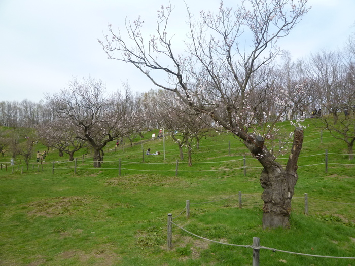 1546) 「平岡梅林公園　2011年5月12日（木）　晴」_f0126829_1985676.jpg