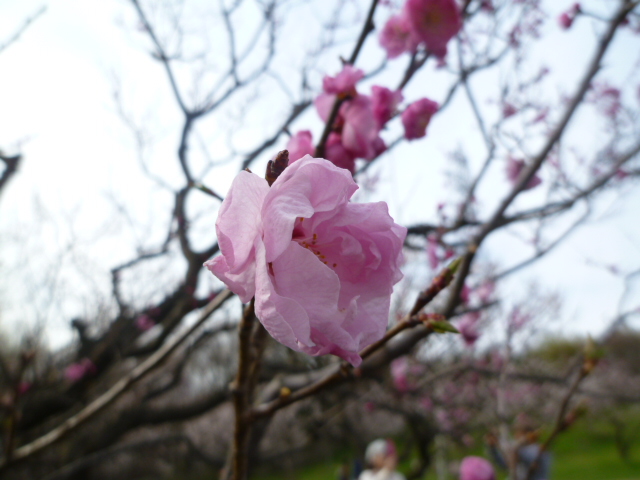 1546) 「平岡梅林公園　2011年5月12日（木）　晴」_f0126829_21175132.jpg