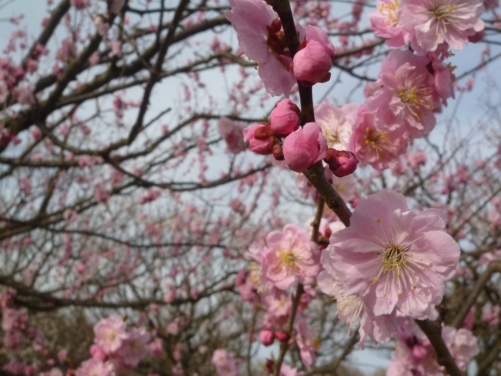 1546) 「平岡梅林公園　2011年5月12日（木）　晴」_f0126829_2118521.jpg