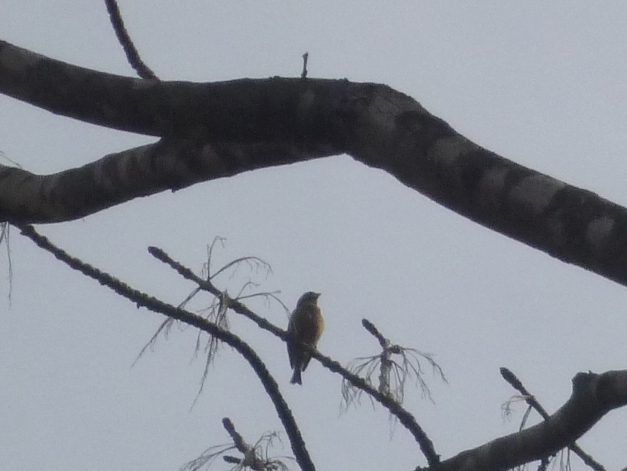 1546) 「平岡梅林公園　2011年5月12日（木）　晴」_f0126829_2142529.jpg