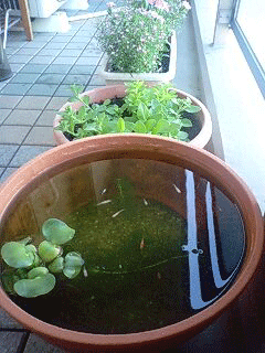 d0048332_8304421.gif