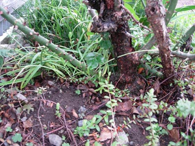e0097534_222277.jpg