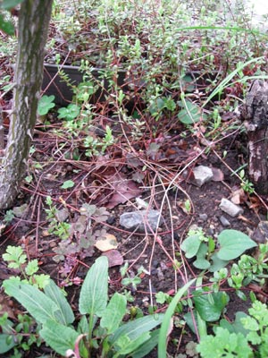 e0097534_2241132.jpg