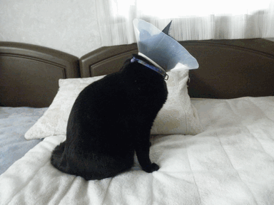 c0136736_22145442.gif