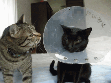 c0136736_2252170.gif