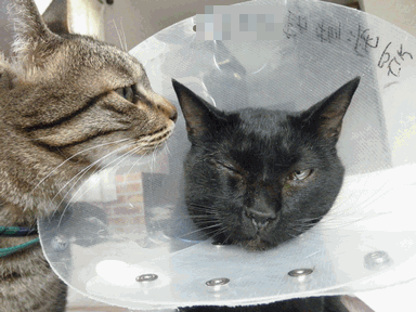 c0136736_2262658.gif