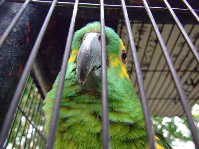 インコと遊ぼう!_a0179837_202382.jpg