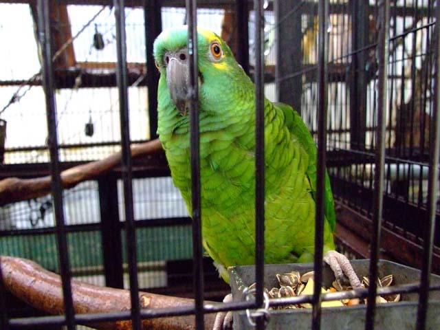 インコと遊ぼう!_a0179837_20341188.jpg