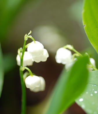 庭のスズラン Lily of valley_f0206939_22363937.jpg