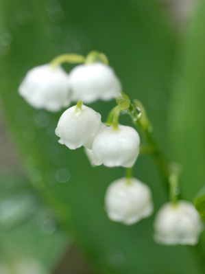 庭のスズラン Lily of valley_f0206939_22371313.jpg