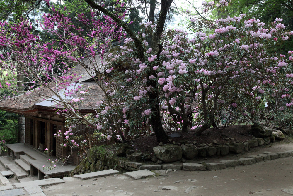 宇陀市　室生寺　弥勒堂　本堂　石楠花_c0108146_21402897.jpg