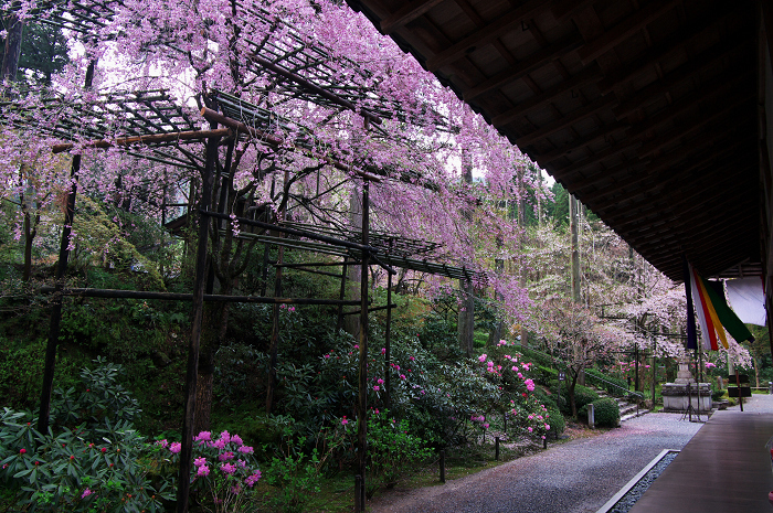 三千院のシャクナゲと桜 後編 花景色 K W C Photoblog