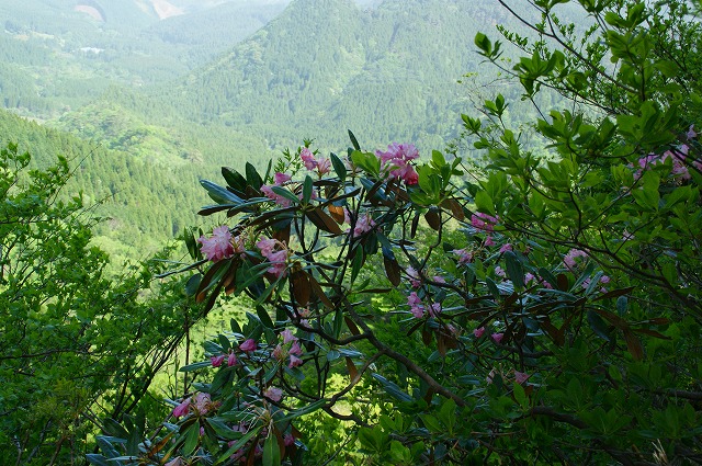 「シャクナゲの鷹ノ巣山」（２）_f0201348_1016834.jpg