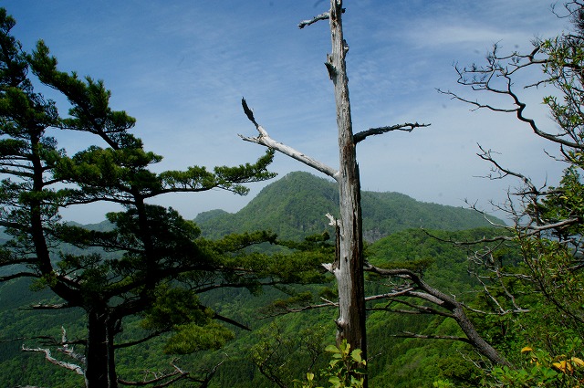 「シャクナゲの鷹ノ巣山」（３）_f0201348_1285251.jpg