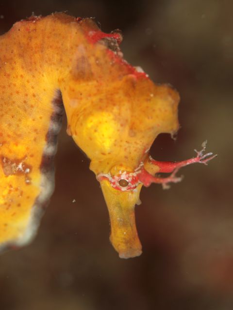 ハナタツ_b0156853_9491724.jpg