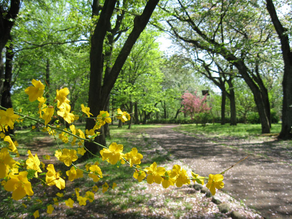 武蔵野公園、キアゲハ_e0064461_8215191.jpg