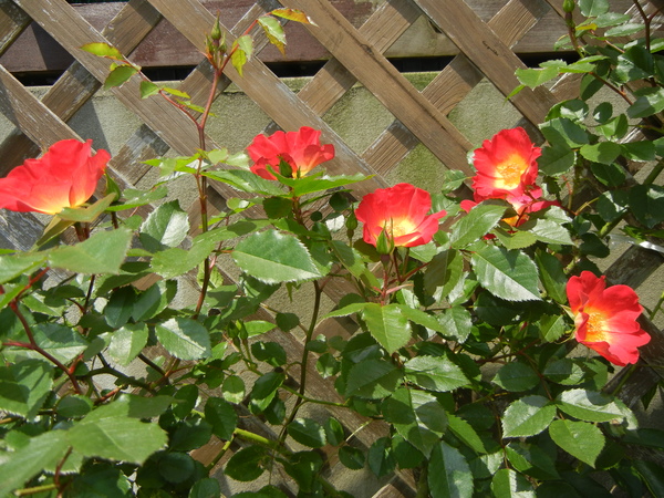 2011年5月14日(土)5月晴れと卓球!_f0060461_11375279.jpg