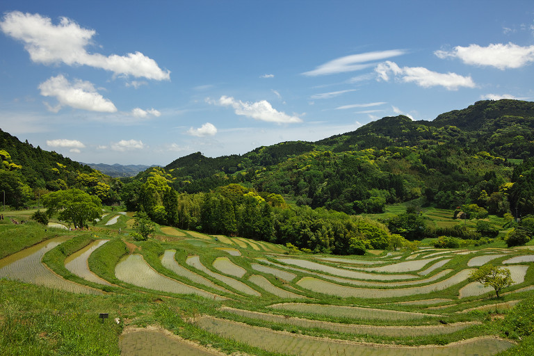 大山千枚田（５月１３日）_c0057265_1320744.jpg