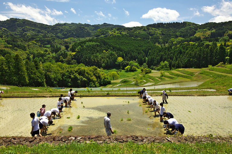 大山千枚田（５月１３日）_c0057265_13221266.jpg