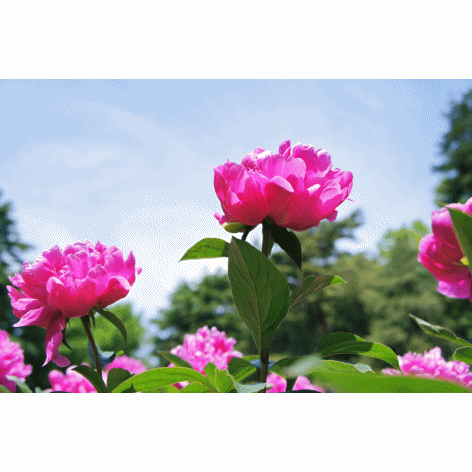 b0192470_1731646.gif