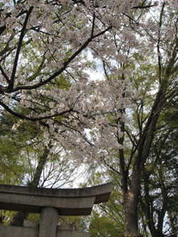 桜_f0123673_22212487.jpg