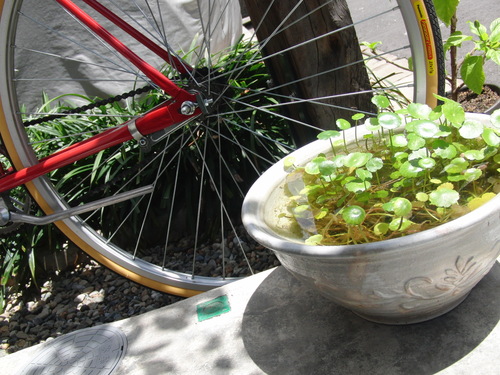 自転車日和_b0205379_131441.jpg