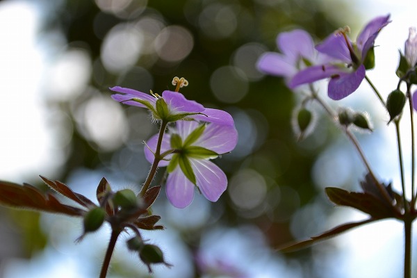 Geranium maculatum \'Espresso\'_f0099781_1645333.jpg